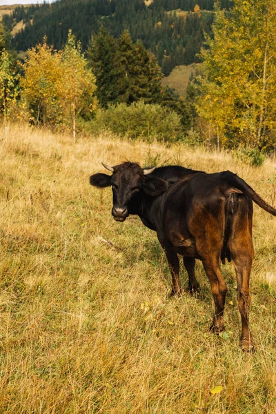 奶牛在离家不远的山上吃草 — 图库照片