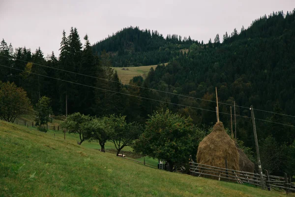 Yeşil Çimenler Ağaçlarla Kaplı Dağ Manzarası — Stok fotoğraf