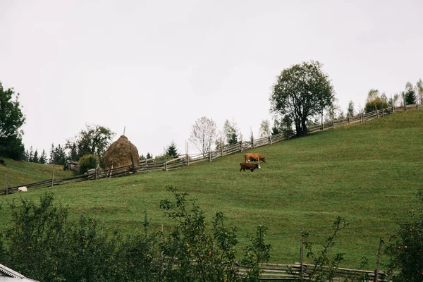 Коров Пасущихся Горах Вблизи Дома — стоковое фото