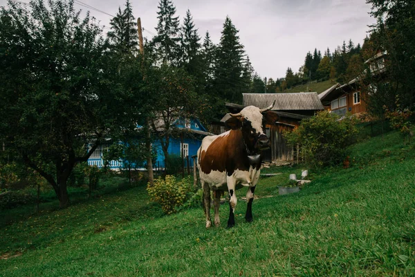Pasoucí Kráva Horách Nedaleko Domova — Stock fotografie