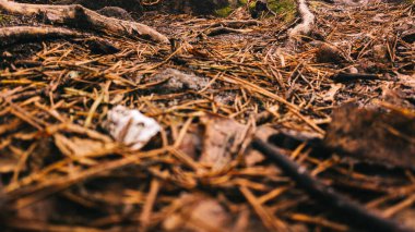 Arka plan olarak ormandaki bir kamışa yakın dur.