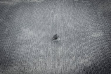 Kışın tarlada yapayalnız bir ağaç