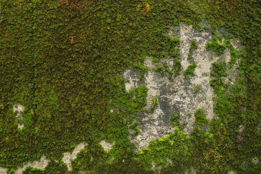 Çatlaklı soyut renkli çimento dokusu ve arkaplanı