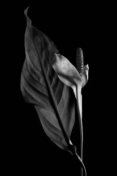 Schwarz Weiß Foto Schöne Weiße Blume — Stockfoto