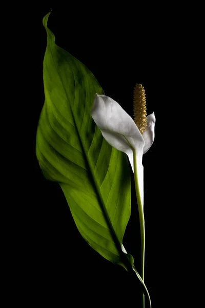 Gyönyörű Fehér Virágok Elszigetelt Fekete Háttér — Stock Fotó