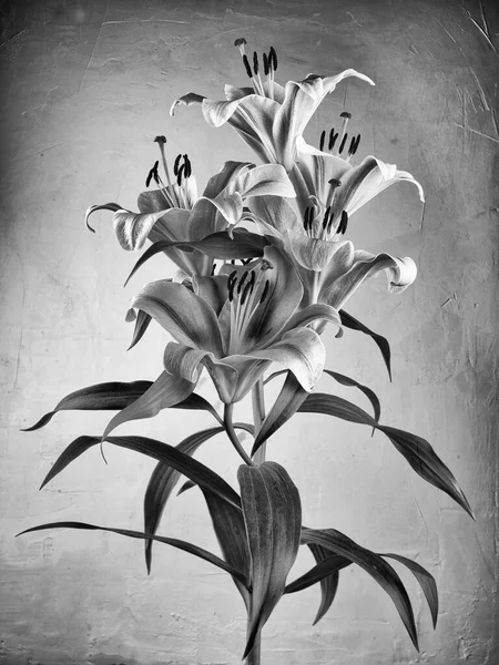 Черно Белое Фото Красивые Цветы Лилии — стоковое фото