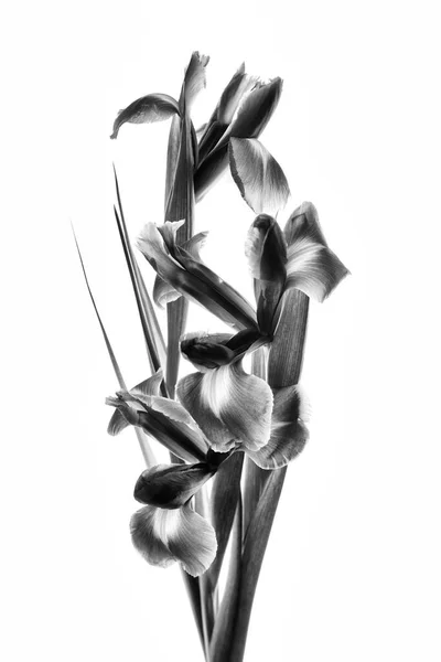 Schwarz Weiß Foto Schöne Irisblumen — Stockfoto