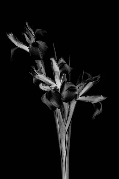 Czarno Białe Zdjęcie Piękne Kwiaty Tęczówki — Zdjęcie stockowe