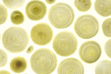 Fresh raw onion rings, slices on white background.