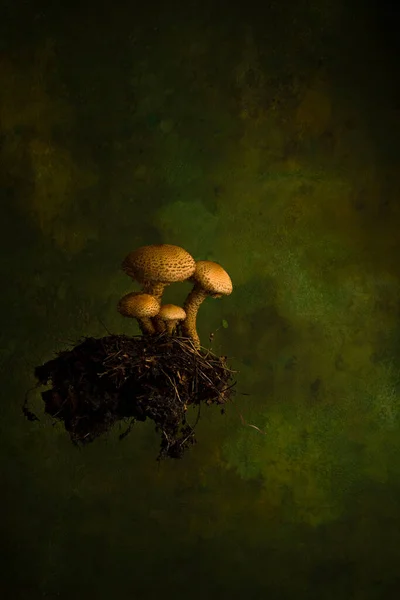 Осенняя концепция природы. медовые грибы с листьями на зеленом фоне. — стоковое фото
