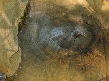 Bir parça ahşap, kurumuş lifin yapısına sahip bir kütük, ormanda güneşli bir günde ahşap dokusu..