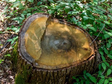Bir parça ahşap, kurumuş lifin yapısına sahip bir kütük, ormanda güneşli bir günde ahşap dokusu..