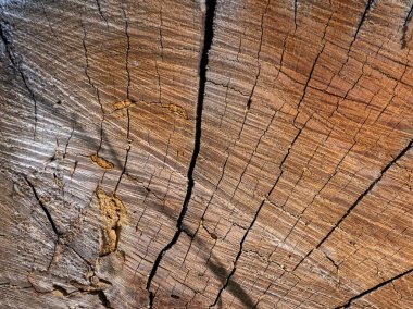 Bir parça ahşap, kurumuş lifin yapısına sahip bir kütük, ormanda güneşli bir günde ahşap dokusu..