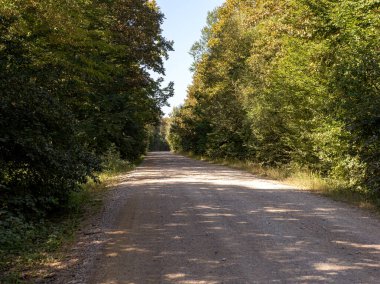 Güneşli bir yaz gününde orman yolu.