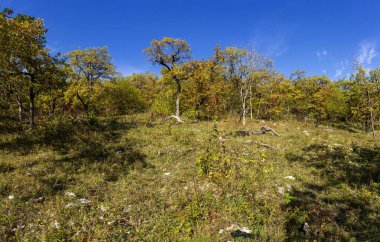 Doğal bir parkta sonbahar, sarı süslemeli ağaçlar, mavi gökyüzü ve sıcak güneşli bir gün..
