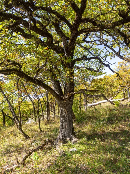 Automne Dans Parc Naturel Arbres Décor Jaune Ciel Bleu Une — Photo