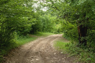 Kurak bir yaz gününde taştan bir üste orman yolu..