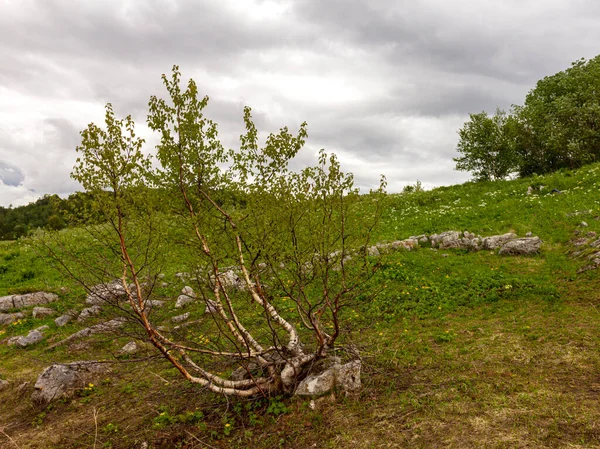 Bouleau Nain Sur Plateau Subalpin Par Une Journée Nuageuse Été — Photo