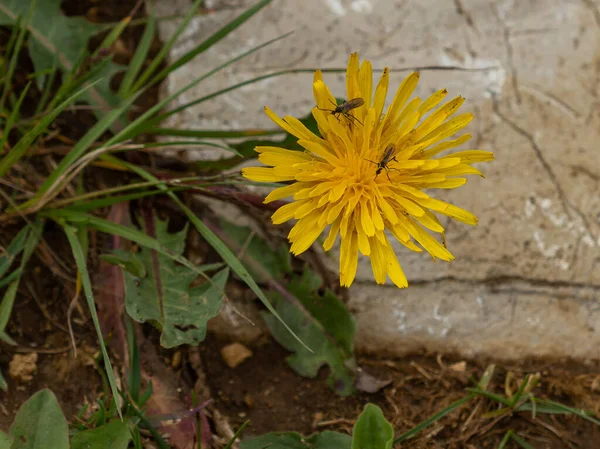 Fioritura Estiva Erbe Piante Nei Prati Montagna Varietà Tutti Colori — Foto Stock