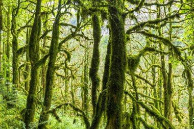 Relict Boxwood Ormanı, tarihi bir koruma parkı, bir dağ kanyonunda .