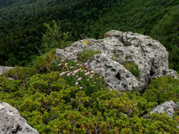 Gebirgsklippe Felskante Mit Blühenden Pflanzen Sommer — Stockfoto