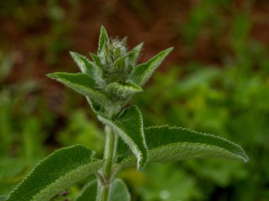 Dağ çayırlarındaki bitki ve otların yaz çiçekleri her renk ve renkten, doğanın maceraları..
