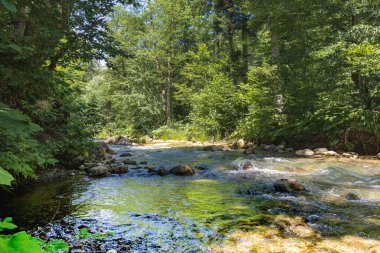 Güneşli bir yaz gününde, bir dağ nehrinde sabah.
