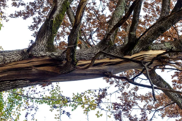 Uma Árvore Danificada Por Raio Tronco Rachado Casca Caída Folhas — Fotografia de Stock
