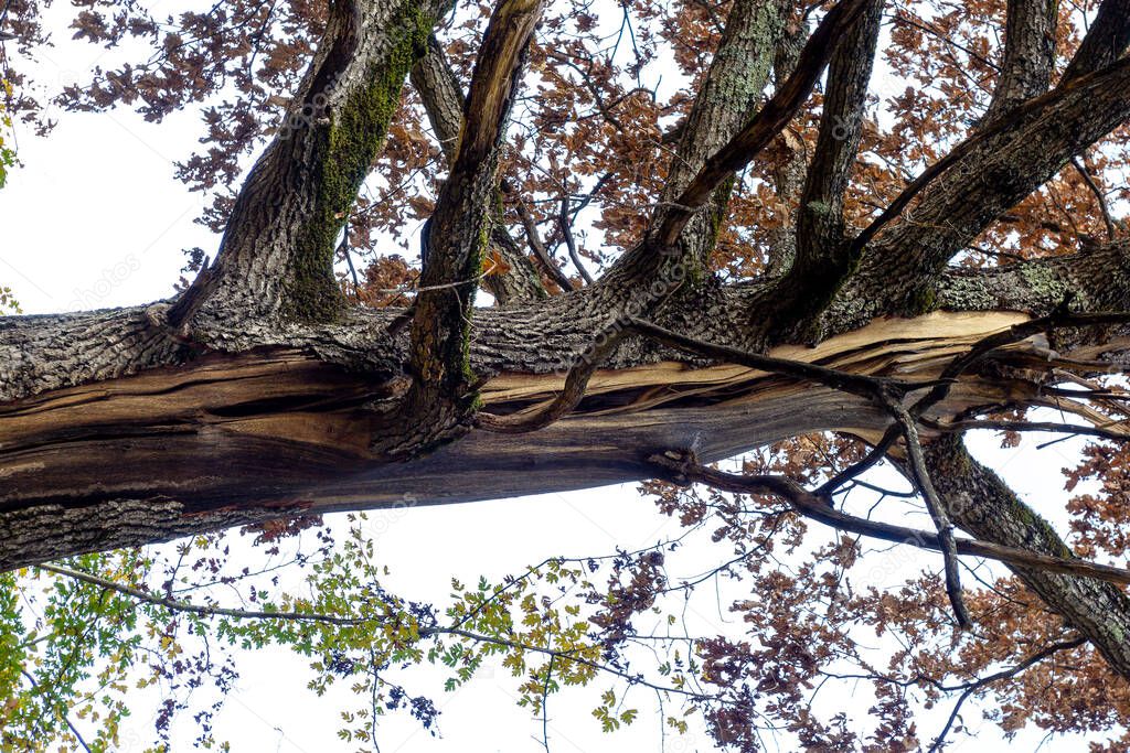 A tree damaged by lightning, a cracked trunk, fallen bark and yellowed leaves.
