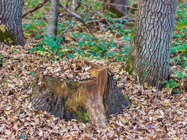 Las Enfermedades Los Árboles Las Condiciones Modernas Naturaleza —  Fotos de Stock