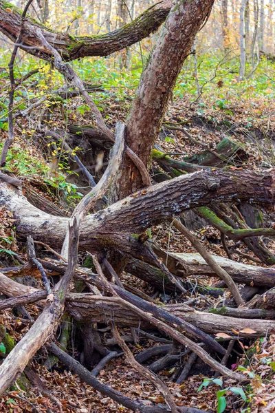 Nemoci Stromů Moderních Podmínkách Přírodě — Stock fotografie