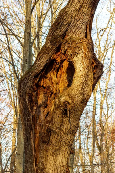 Ασθένειες Των Δέντρων Σύγχρονες Συνθήκες Στη Φύση — Φωτογραφία Αρχείου