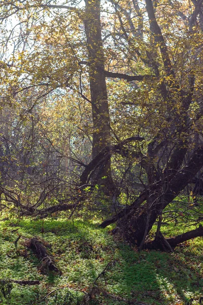 Automne Parc Ensoleillé Lumière Nature État Environnement Saison Parc Des — Photo