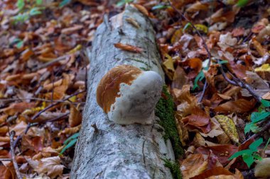 Sonbahar; güneşli; aydınlık; doğa; mevsim; Park; Tinder; ağaç haşereleri, yakın plan; orman bitkileri ve ağaçlarının hastalıkları.