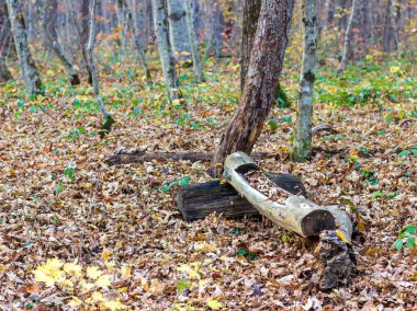 Doğanın modern koşullarında ağaçların hastalıkları.