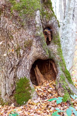 Doğanın modern koşullarında ağaçların hastalıkları.