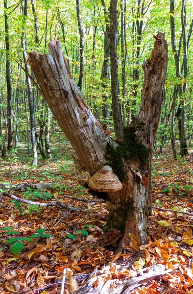 Podzim Slunečno Světlo Příroda Roční Období Park Troud Škůdci Stromů — Stock fotografie
