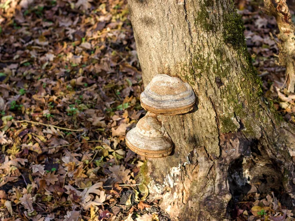 Maladies Des Arbres Dans Des Conditions Modernes Dans Nature — Photo