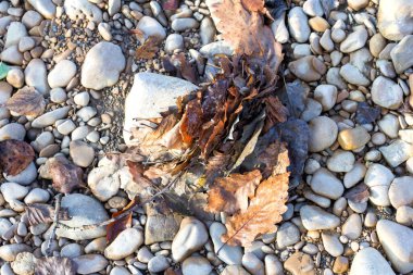 Doğal nehir taşlı dibi, sonbahar havasında sığ nehir yatağı, dağlık bir bölgede güneşli bir günde..