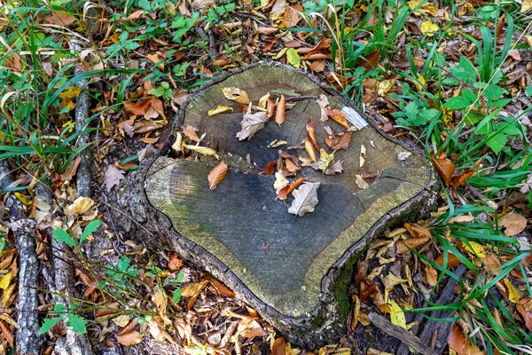 Pahýl Káceného Stromu Podzimním Lese Sušené Padlé Žluté Listy Metafora — Stock fotografie