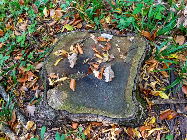 Stubben Från Ett Avskuret Träd Höstskogen Torkade Och Fallna Gula — Stockfoto