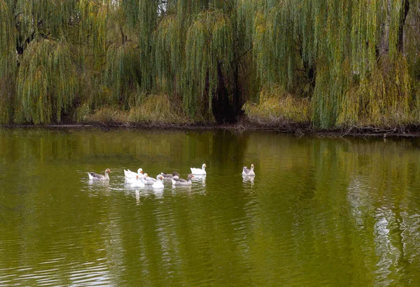 Hausgänse Auf Nahrungssuche Teich — Stockfoto