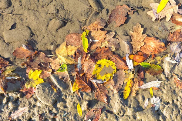 Природное Каменистое Дно Реки Мелкое Русло Реки Осенью Солнечный День — стоковое фото