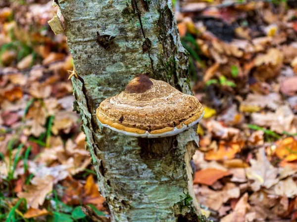 蘑菇是森林中最神圣的害虫 免版税图库照片