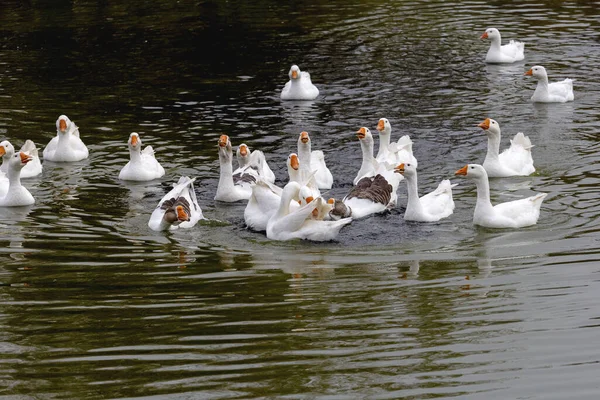 Gansos Domésticos Lagoa Busca Comida — Fotografia de Stock