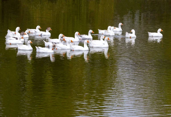 Hausgänse Auf Nahrungssuche Teich — Stockfoto