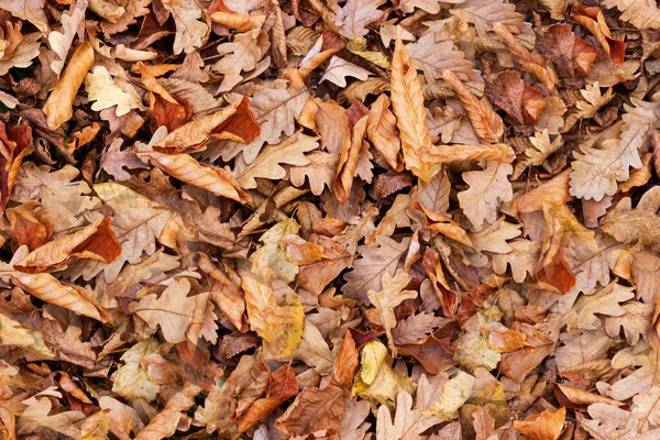 黄色落叶的地毯 秋天在公园里 图库图片