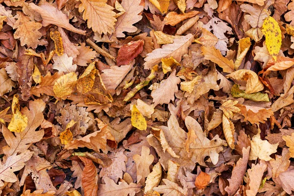 黄色落叶的地毯 秋天在公园里 图库照片