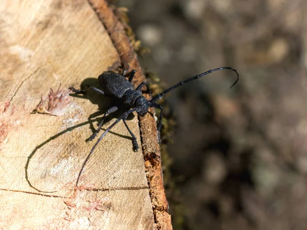 Hmyzí Hmyz Dubových Porostů Masivů Obyvatel Dubových Lesů Evropské Části — Stock fotografie