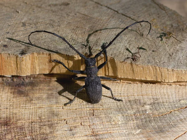 Maggiolino Infestante Cavalletti Quercia Massicci Abitante Foreste Querce Nella Parte — Foto Stock